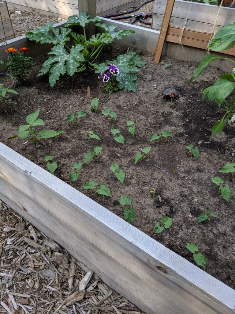 Raised Bed Vegetable Gardens, Zucchini and Beans Beans and Zucchini plants starting to grow in the garden.