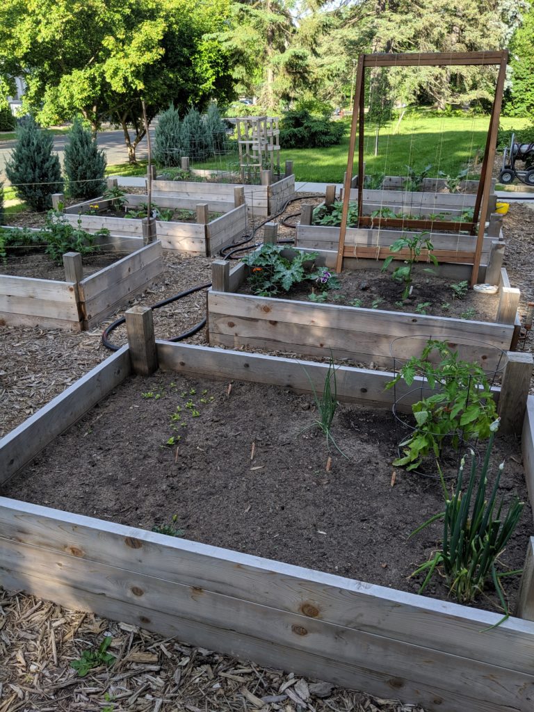 Raised bed vegetable gardens in June.
