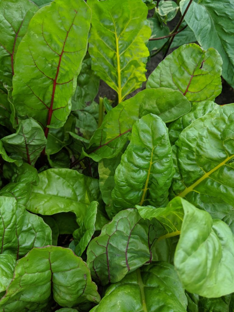 Raised Bed Veggie Garden, Rainbow Swiss Chard Close up photo of Rainbow Swiss Chard.