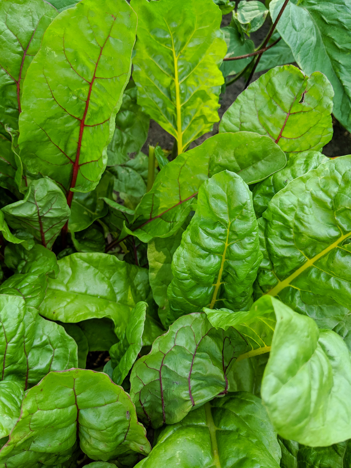 Close up photo of Rainbow Swiss Chard.