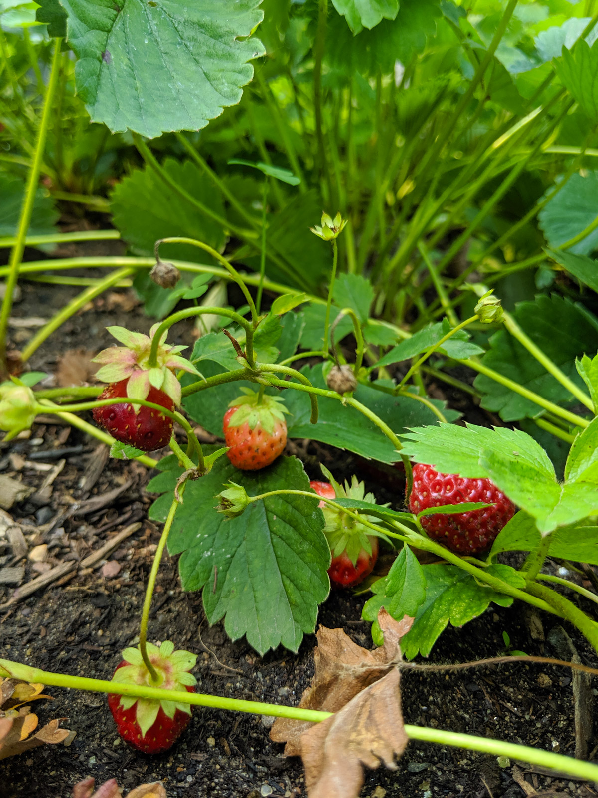 Strawberries growing in the garden.