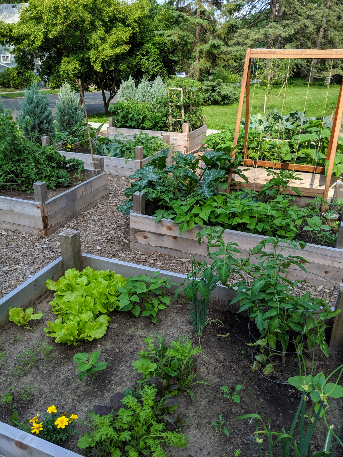 Raised bed vegetable gardens with plants growing in July.
