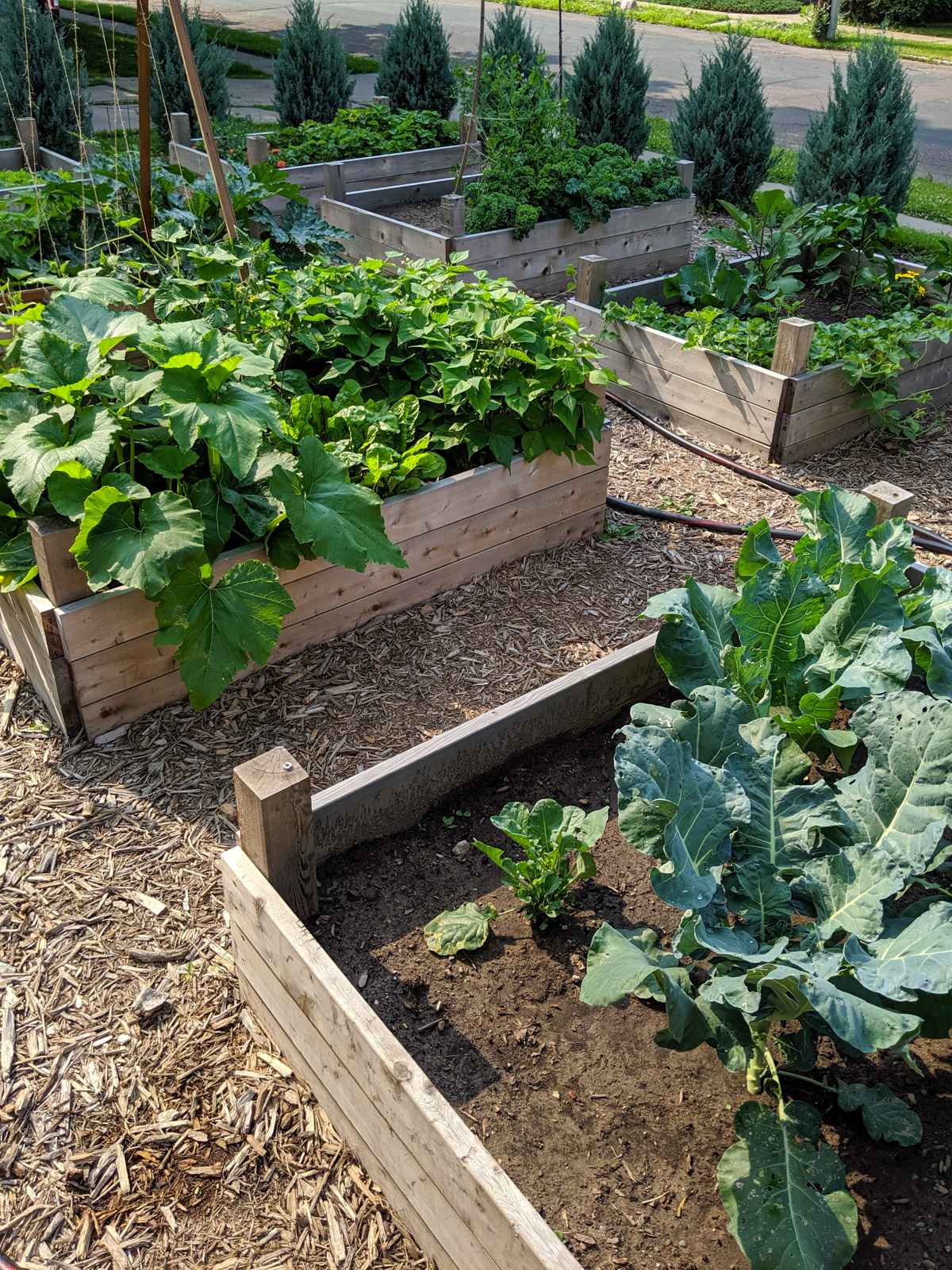 Raised Bed Vegetable Gardens with a hedge of juniper trees around it.