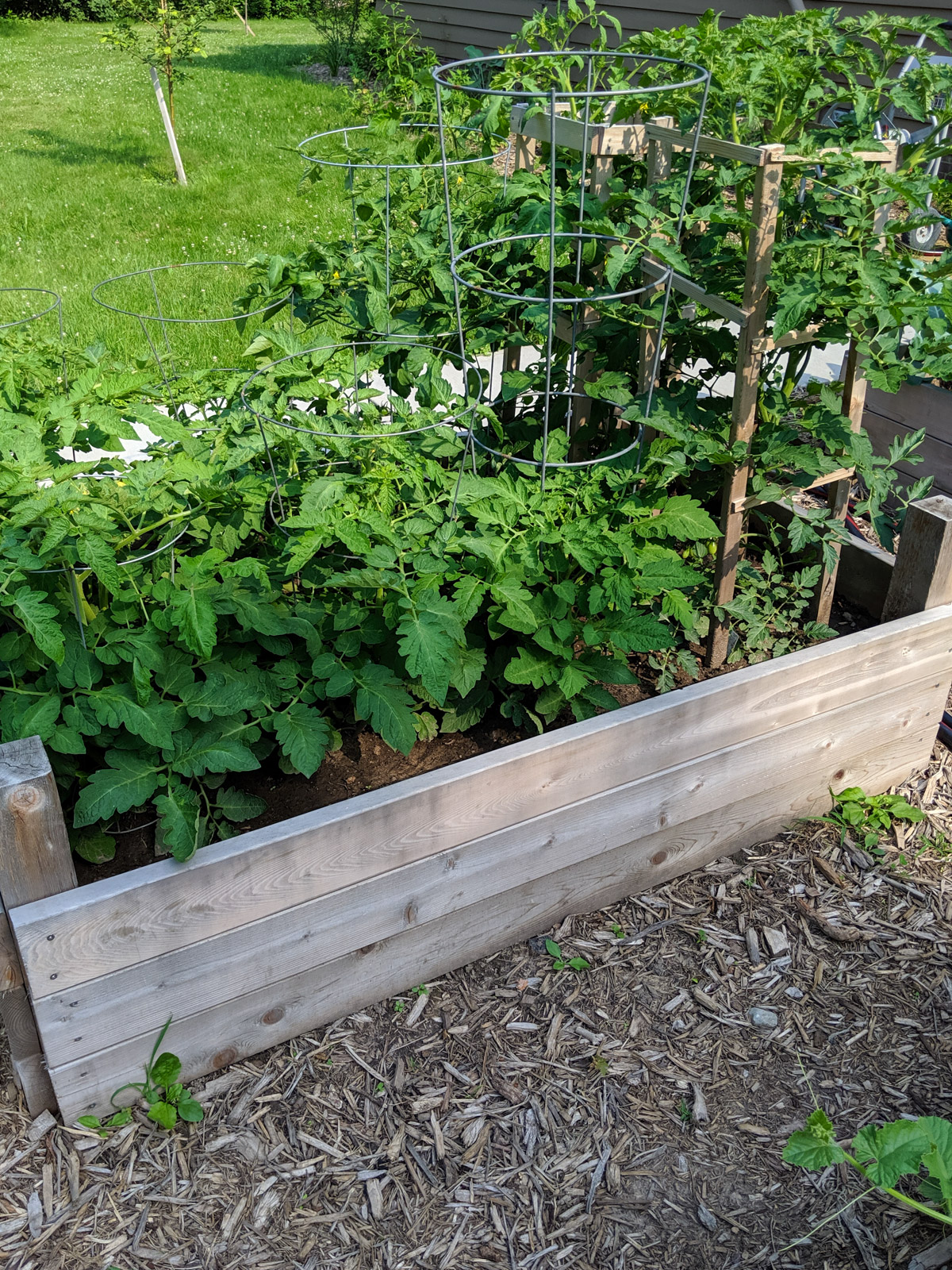 Garden bed full of tomato plants.