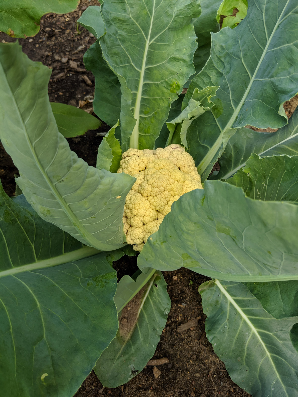 A head of cauliflower growing in the garden.