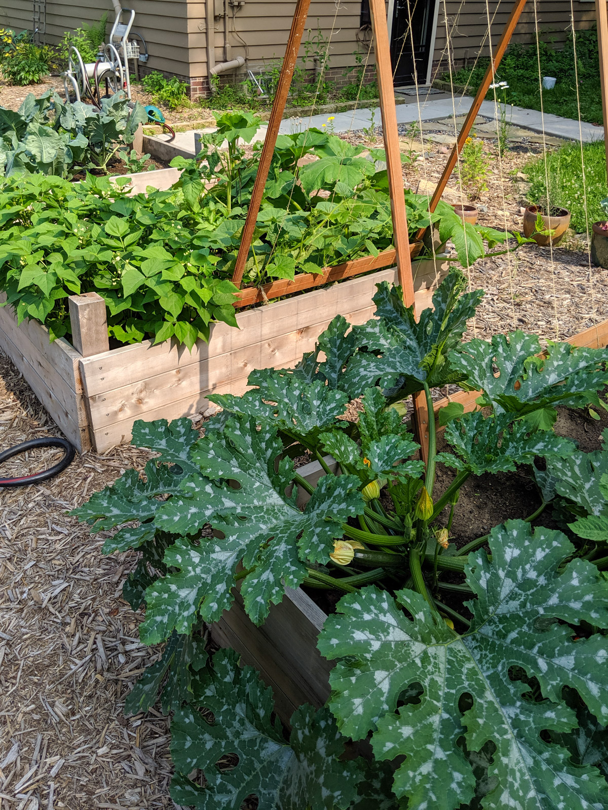 Zucchini plant in a raised bed vegetable garden.