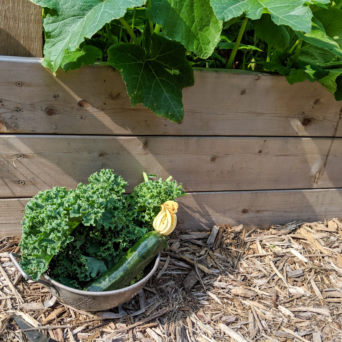 A bowl of harvested kale and zucchini from the garden in front of a raised bed.