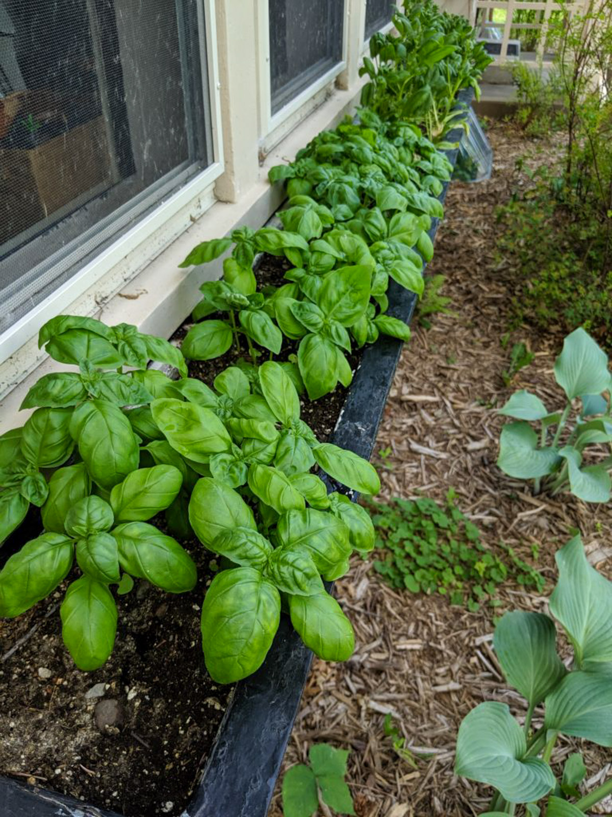 Basil and spinach growing in a window box planter.
