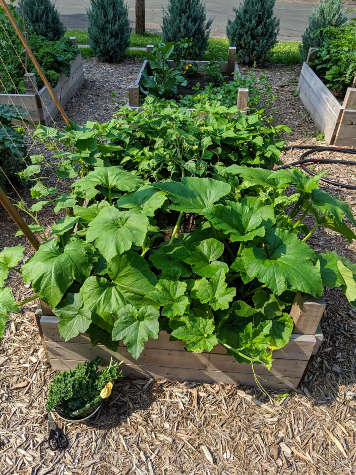 Zucchini and squash plants overflowing a cedar raised garden bed. 