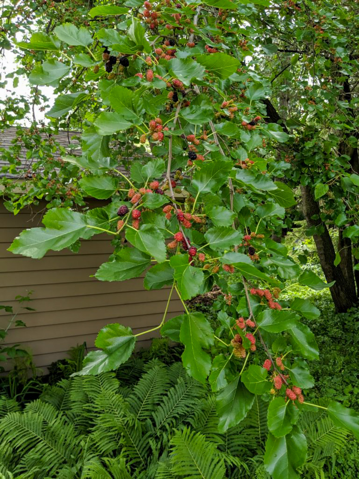 Mulberries ripening on the tree.