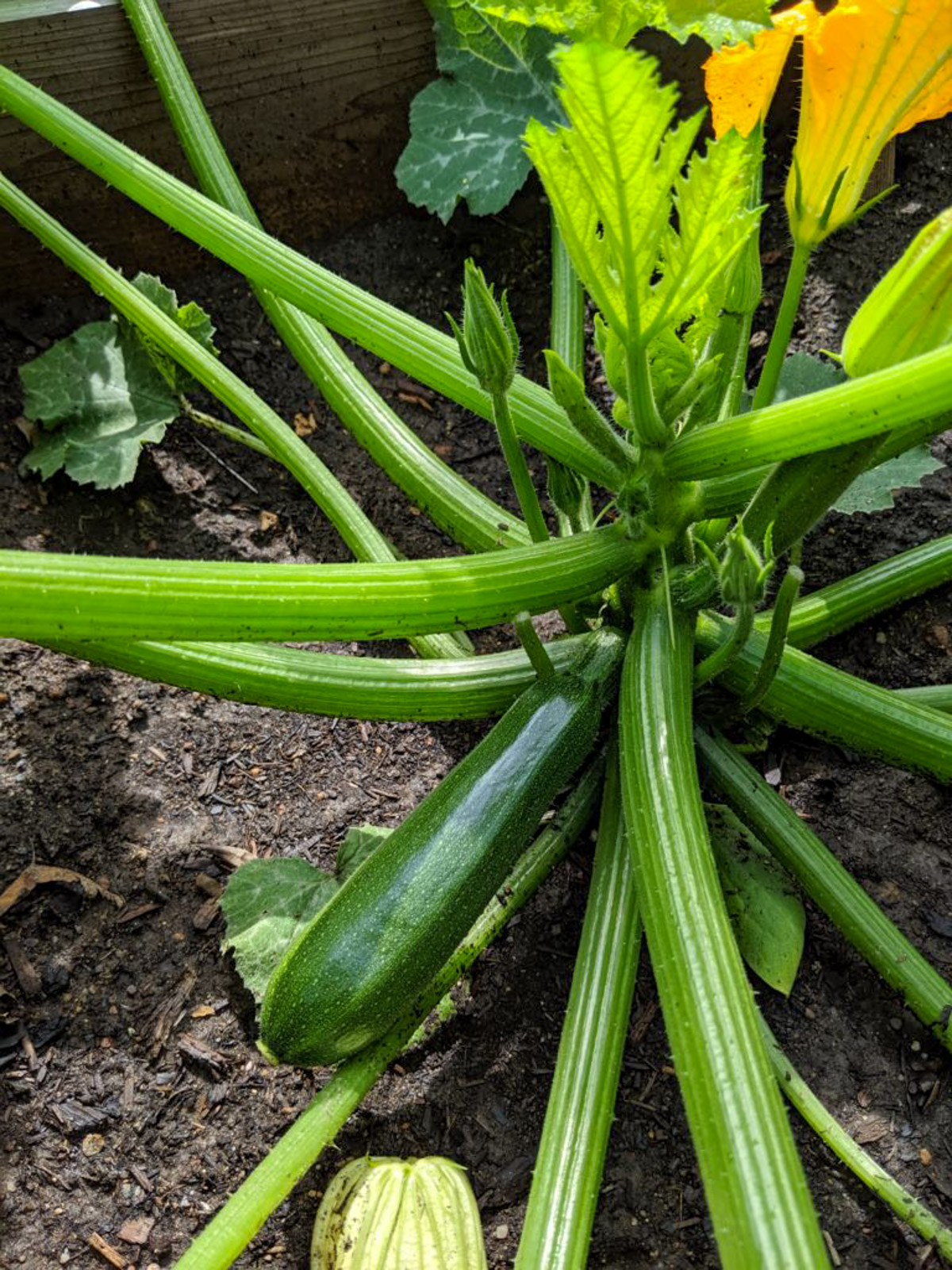 Close up shot of garden zucchini growing on the plant.