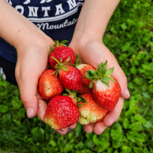 Child holding a handful of fresh picked strawberries.