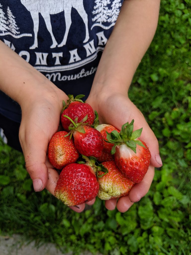 A child with a handful of garden picked strawberries.