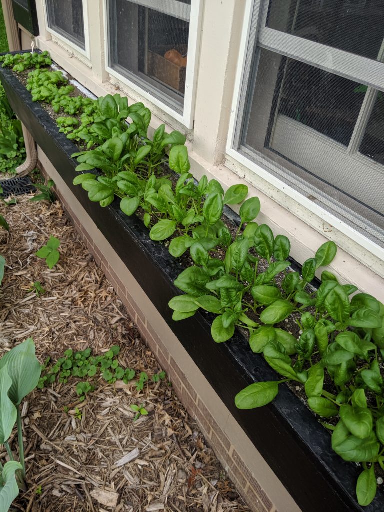 Window Box Garden, Spinach and Basil Spinach and basil growing in a window box planter.