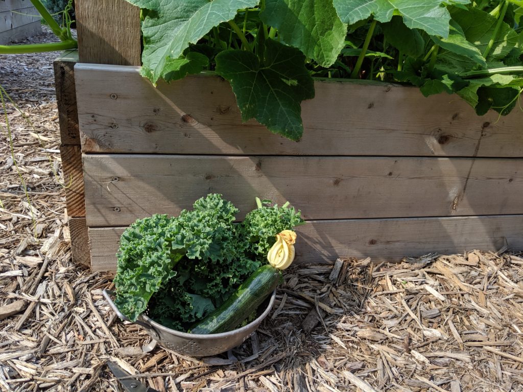 Raised Bed Veggie Garden, Kale and Zucchini Harvesting kale and zucchini from the garden.