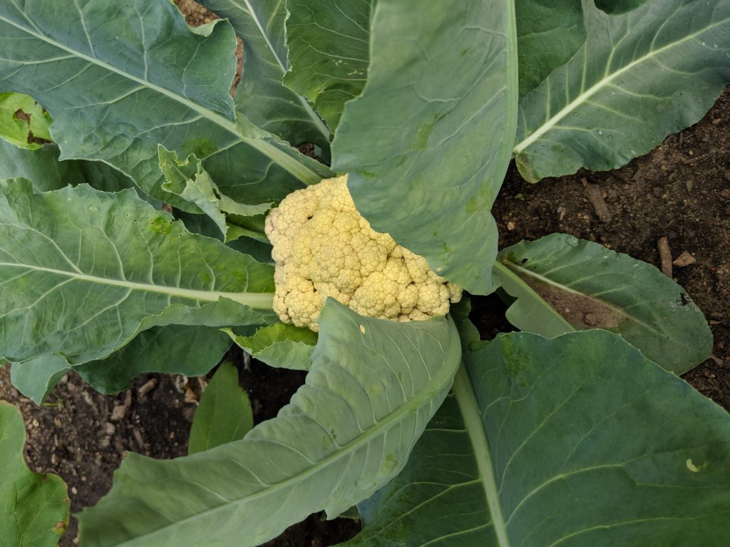 Raised Bed Veggie Garden, Cauliflower Garden fresh cauliflower