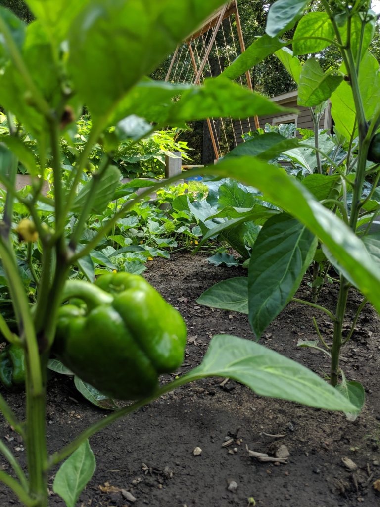 Raised Bed Veggie Garden, Bell Peppers Green Bell Pepper growing in the garden.