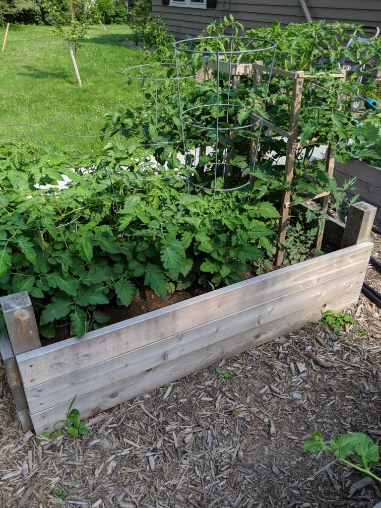 Raised Bed Veggie Garden Garden bed full of tomato plants.