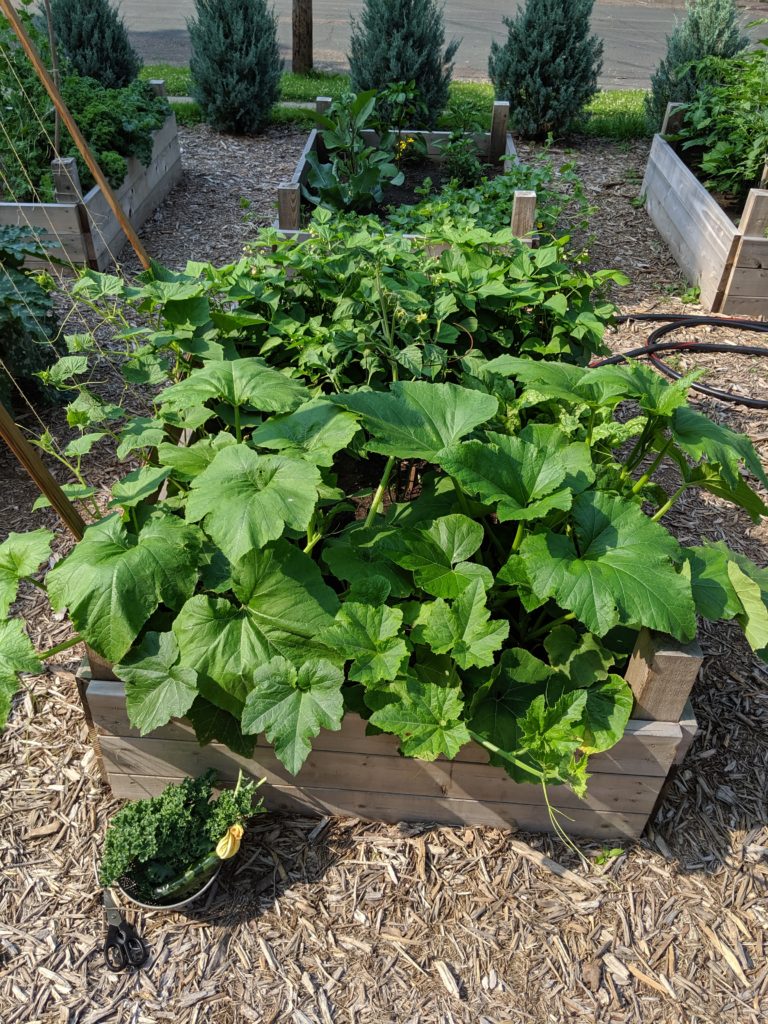 Raised Bed Veggie Garden Veggie Garden Plants, zucchini.
