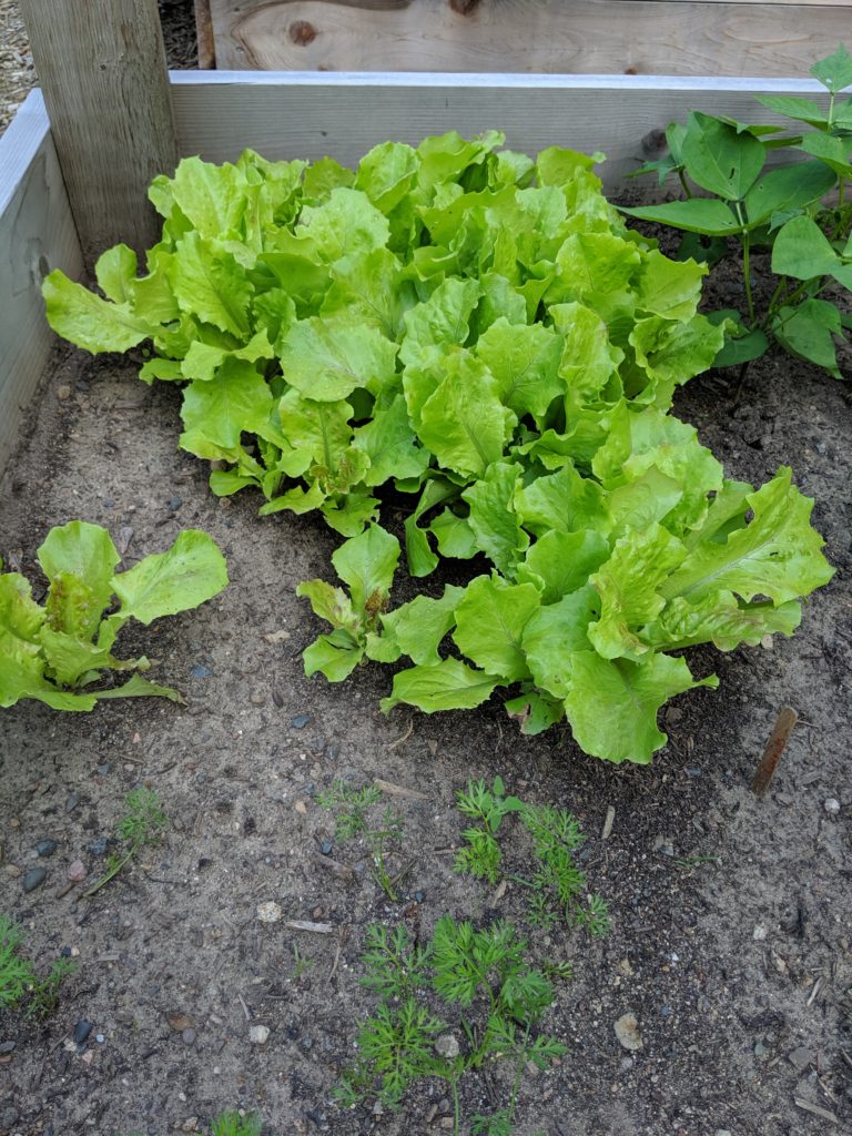 Lettuce growing in the garden.