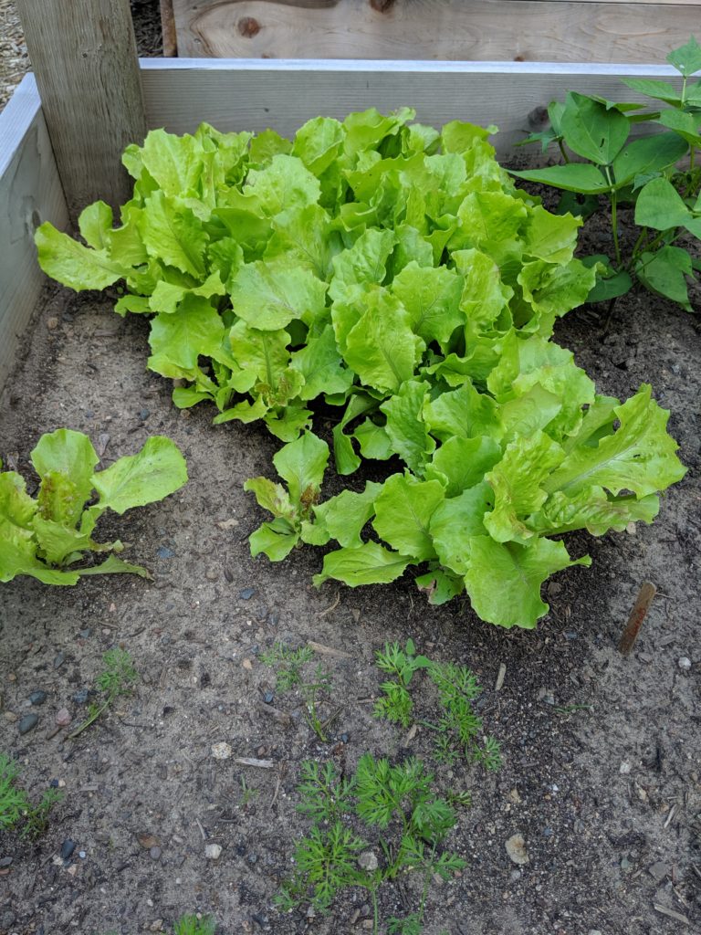 Raised Bed Veggie Garden, Lettuce Lettuce growing in the garden.