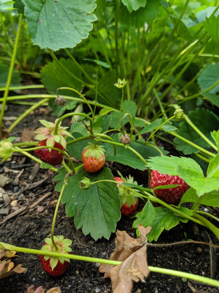 Raised Bed Veggie Garden, Strawberries Strawberries growing in the garden.