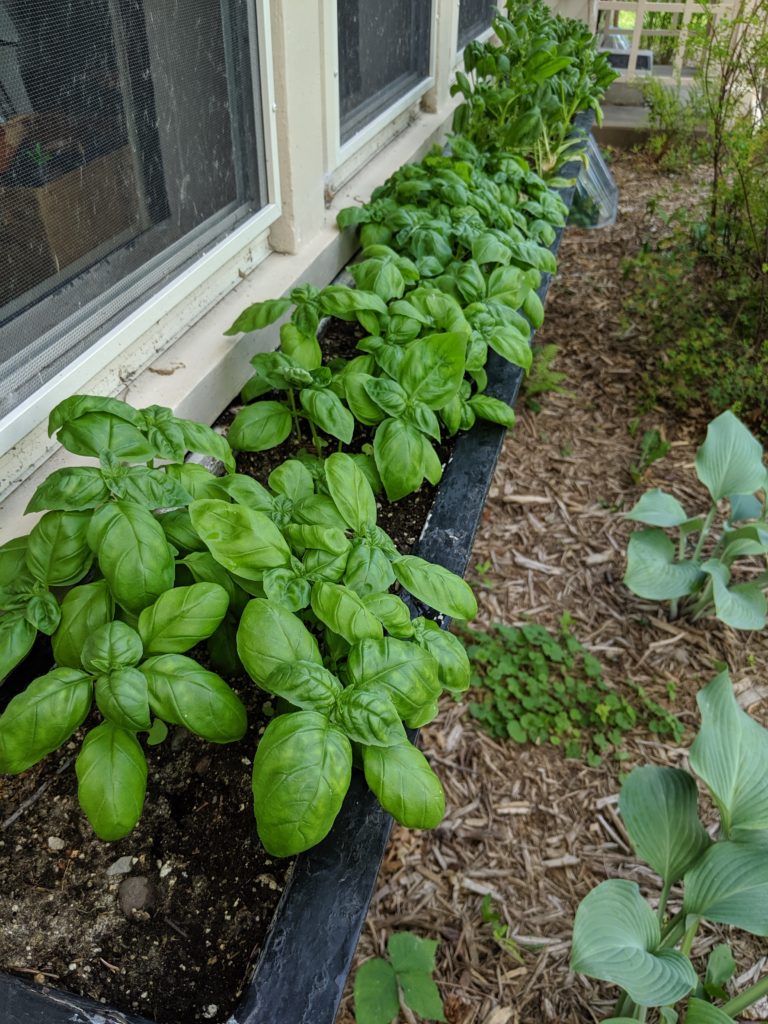 Window Box Garden Basil Window box planter of basil.