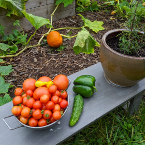 Garden harvest, bowl of tomatoes, bell pepper and cucumber from our raised bed garden.