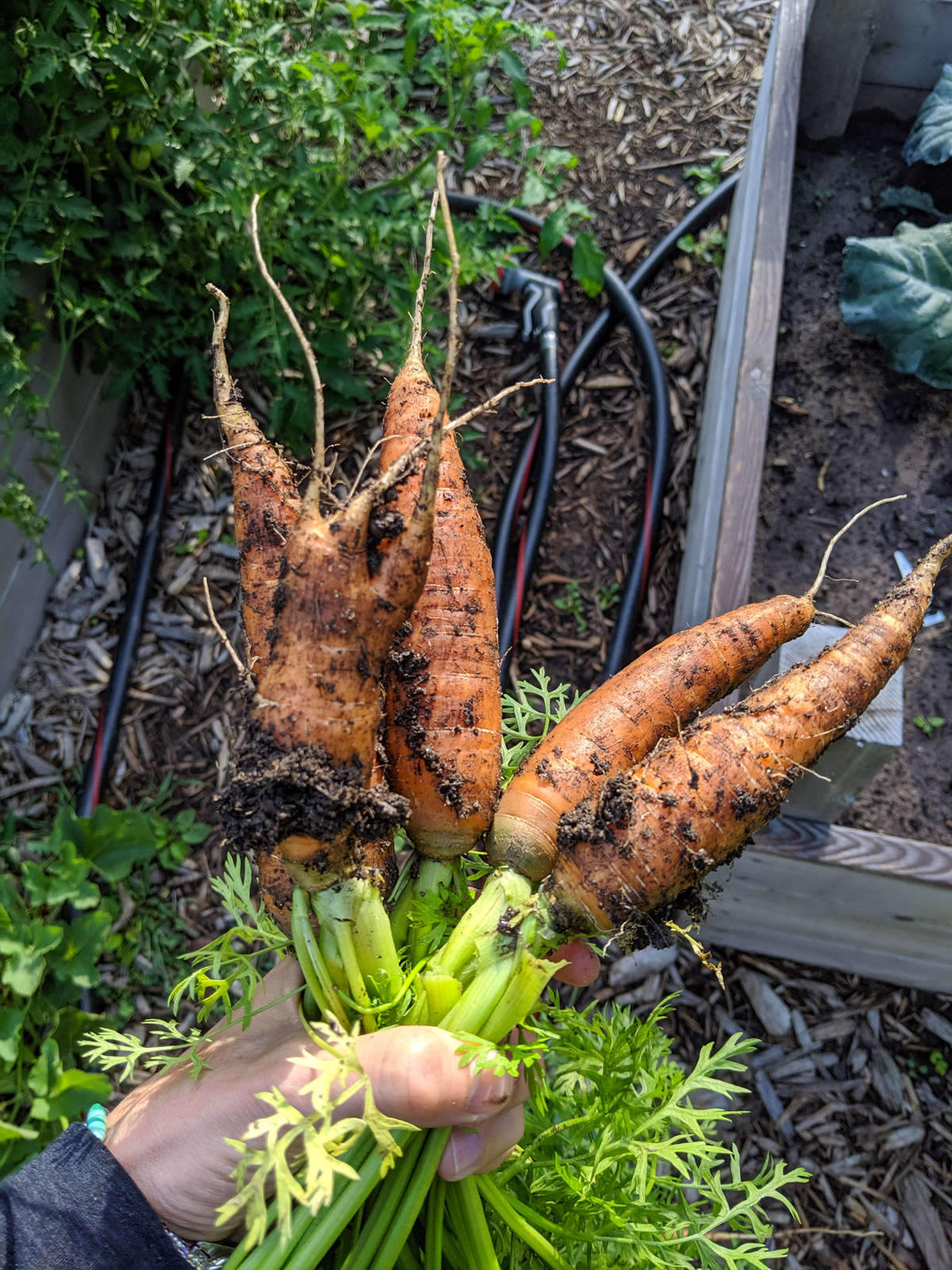Carrots harvested from the garden.