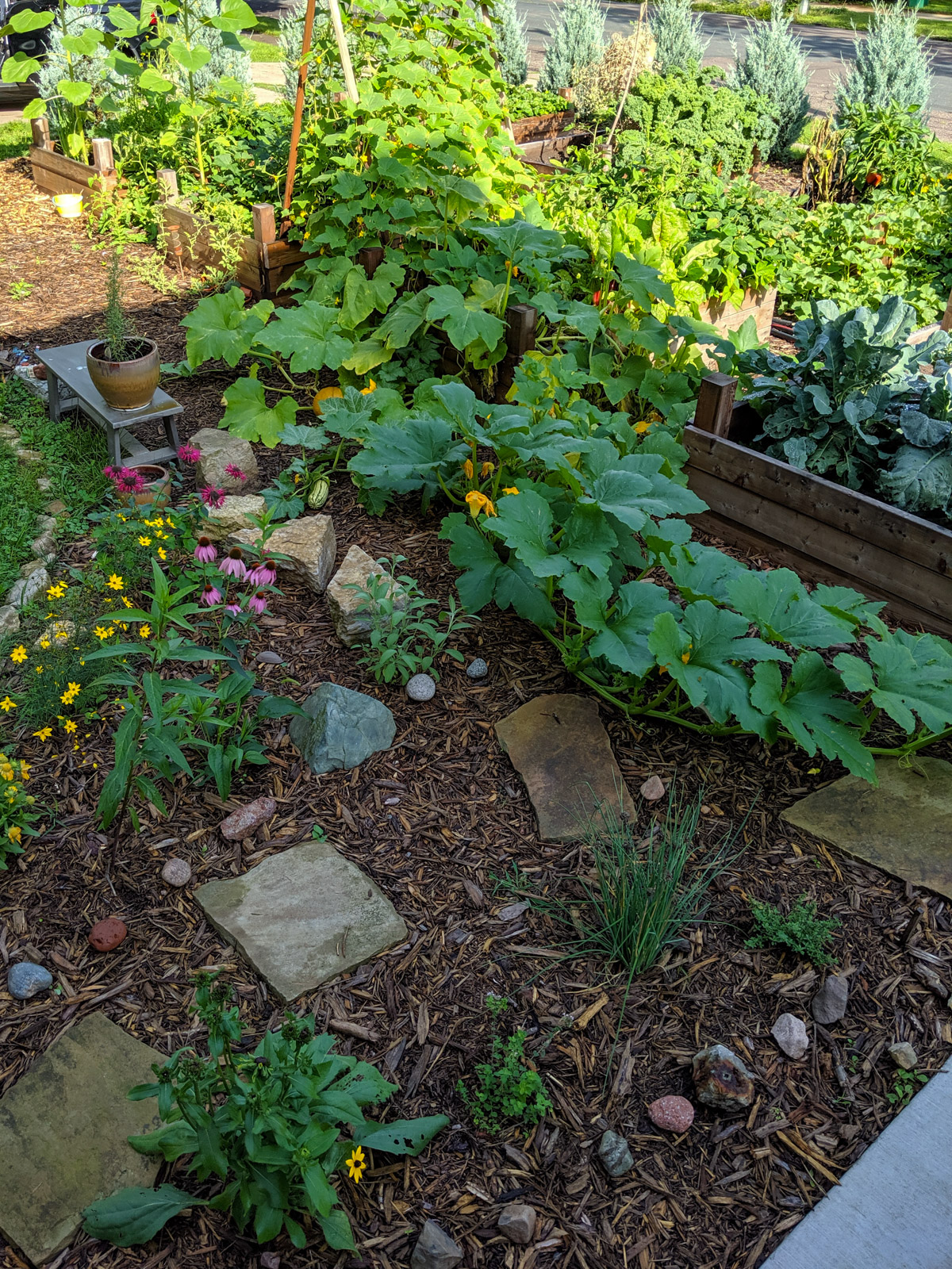Raised bed gardens with vining pumpkins and flowers.