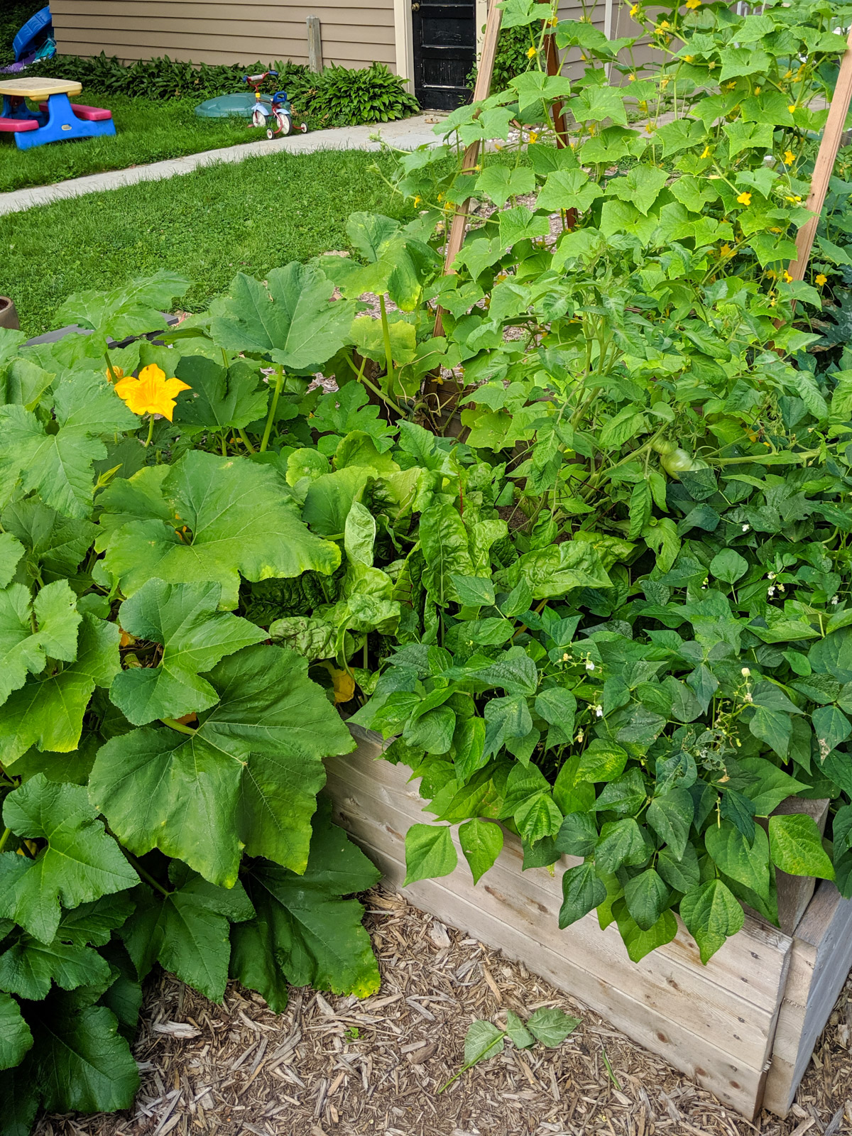 Large squash, cucumber and green bean plants overgrowing their raised bed garden.