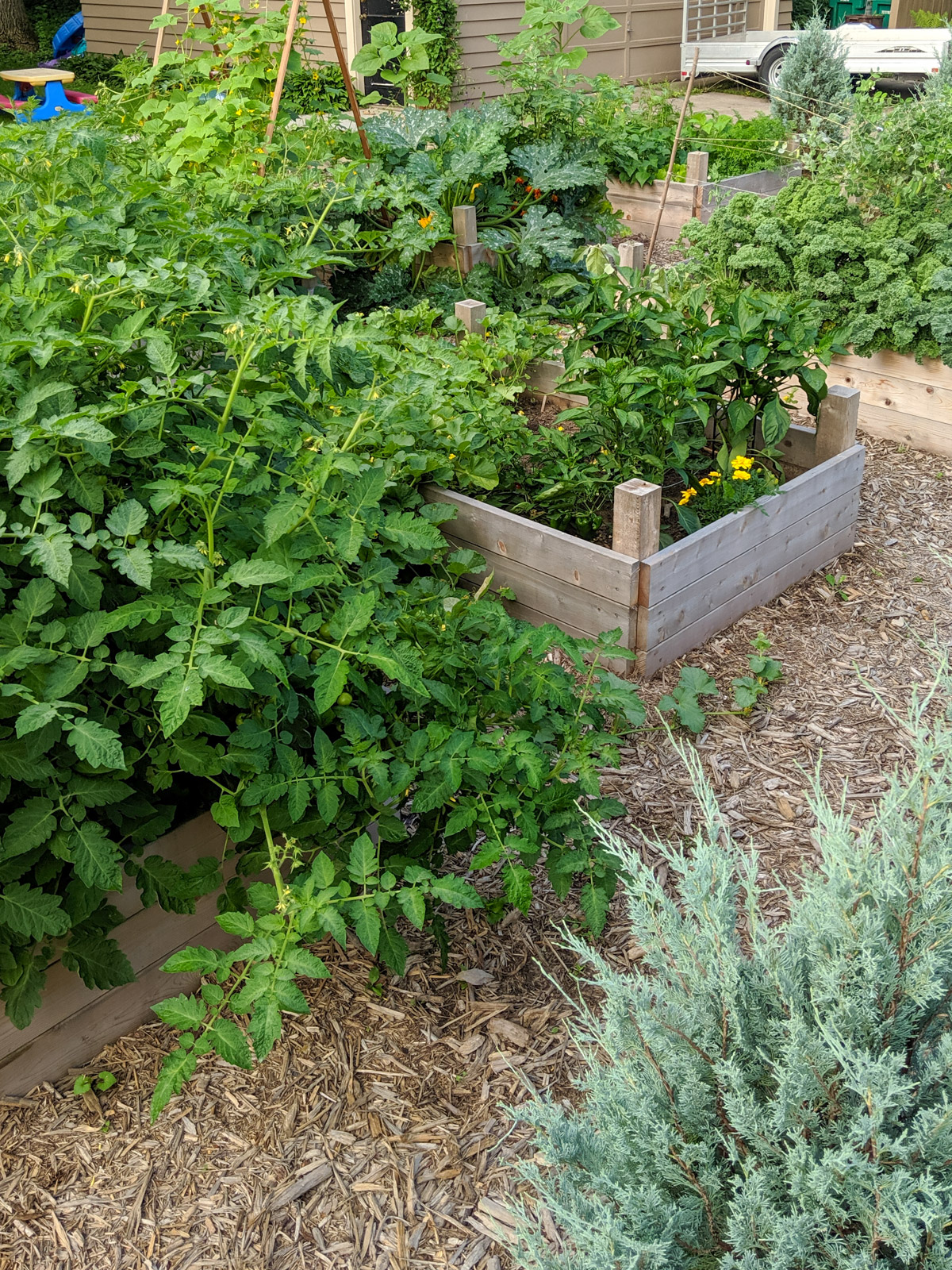 Garden beds full of vegetable plants.