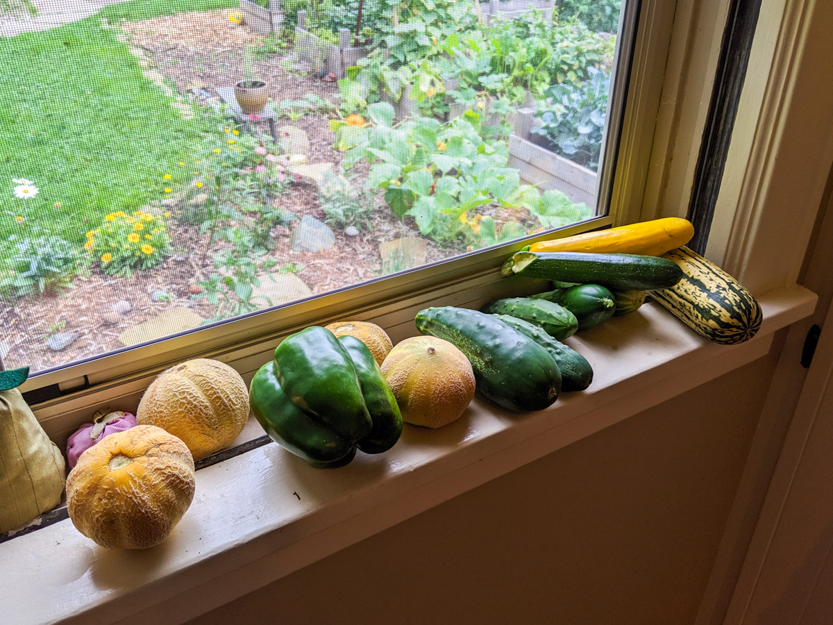 Garden fresh produce in the kitchen windowsill. Melon, peppers, cucumber.