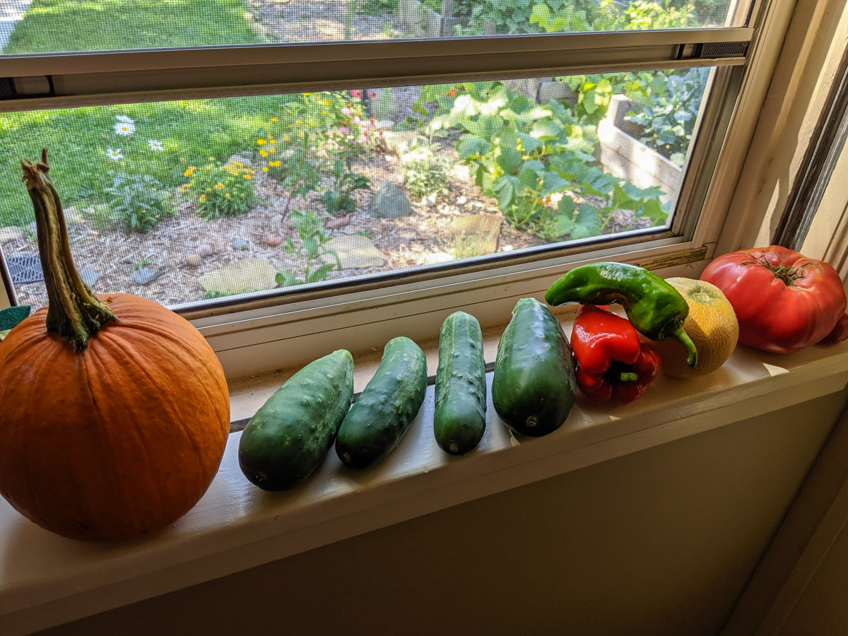 Garden fresh veggies in the kitchen window sill, pumpkin, cucumber, pepper, tomato.