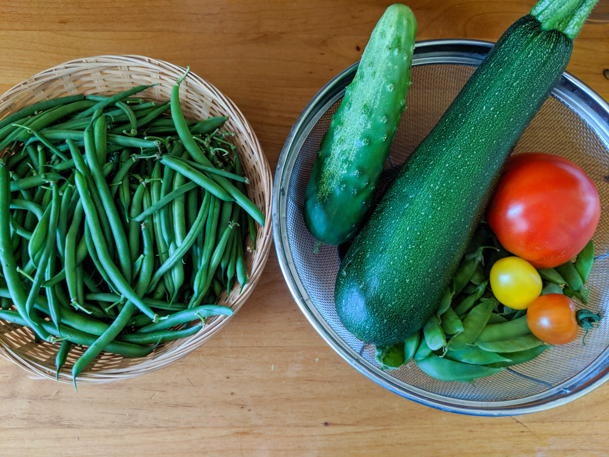 Garden harvest, green beans, zucchini, cucumber, peas and tomato.