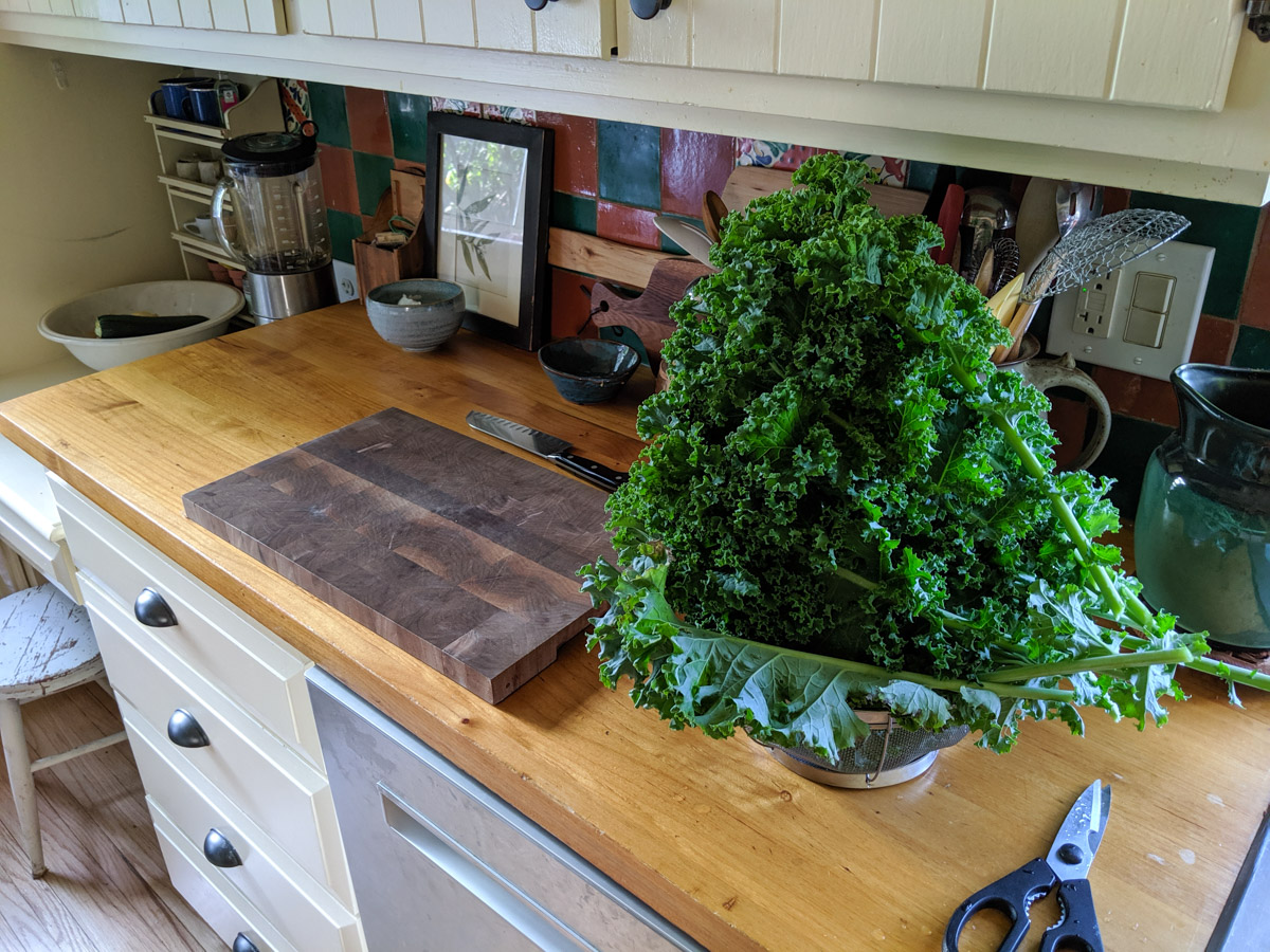 Harvesting kale, huge pile on the kitchen counter to chop and freeze.