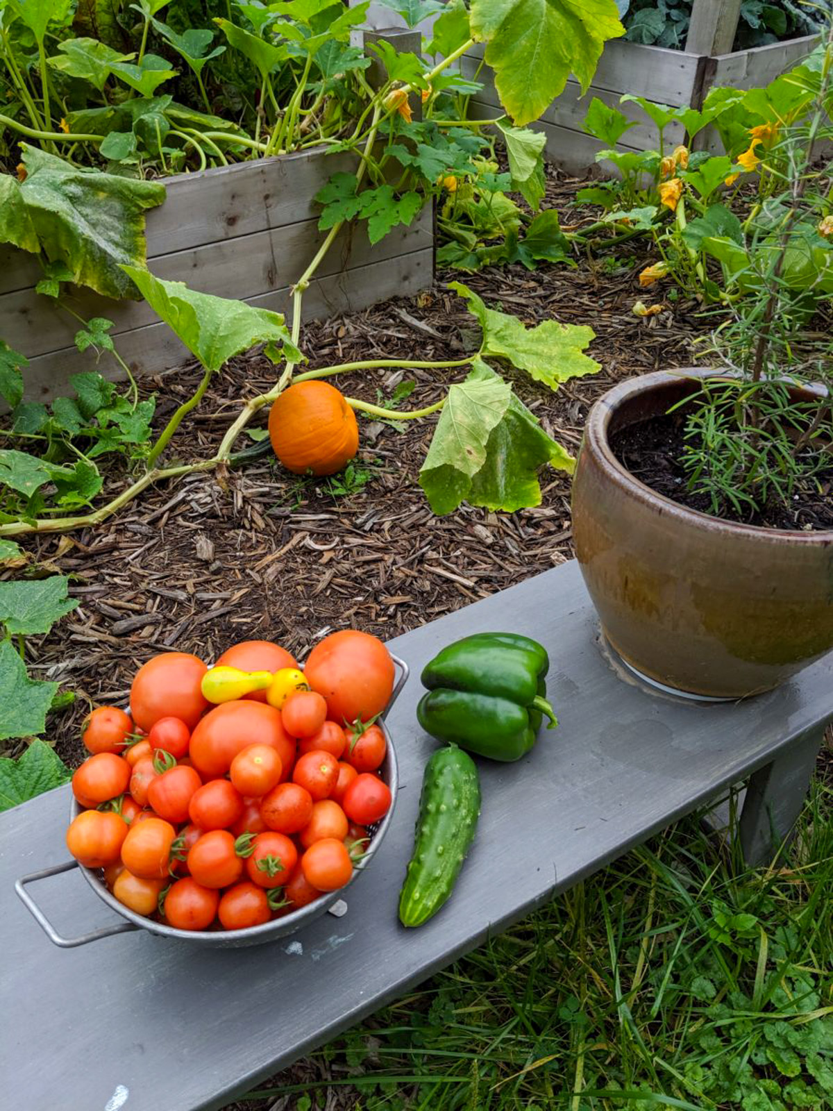 Tomatoes, bell pepper and cucumber harvested from the garden sitting on a garden bench.