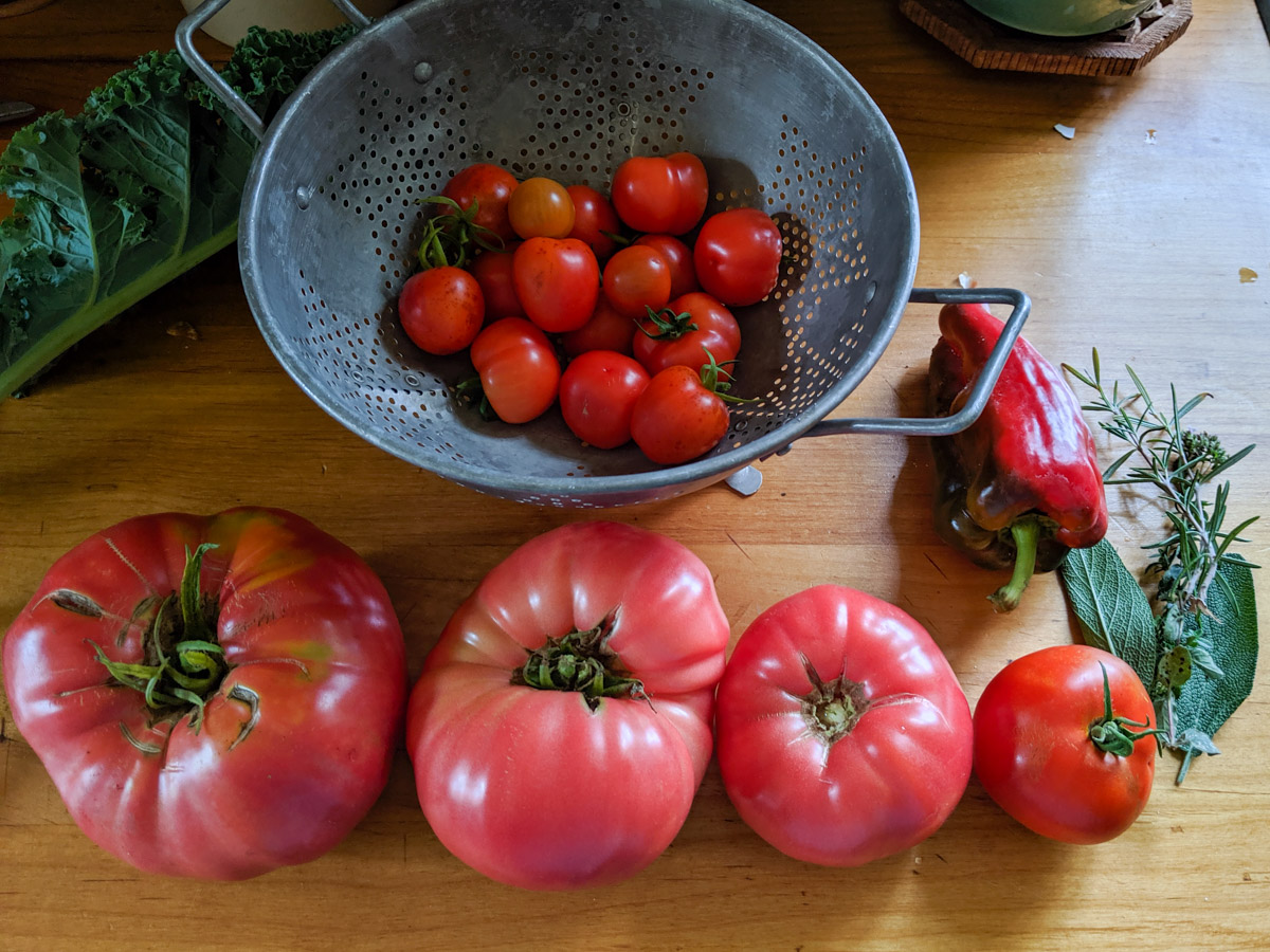Tomato harvest on the kitchen counter.