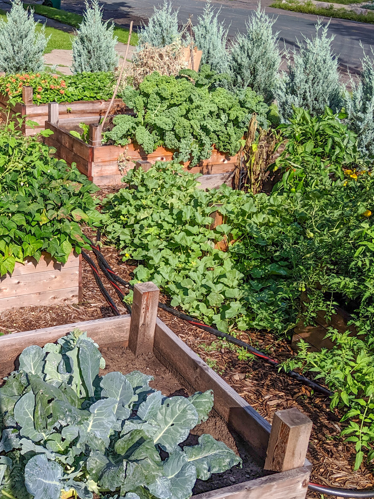 Garden beds with vegetable plants.