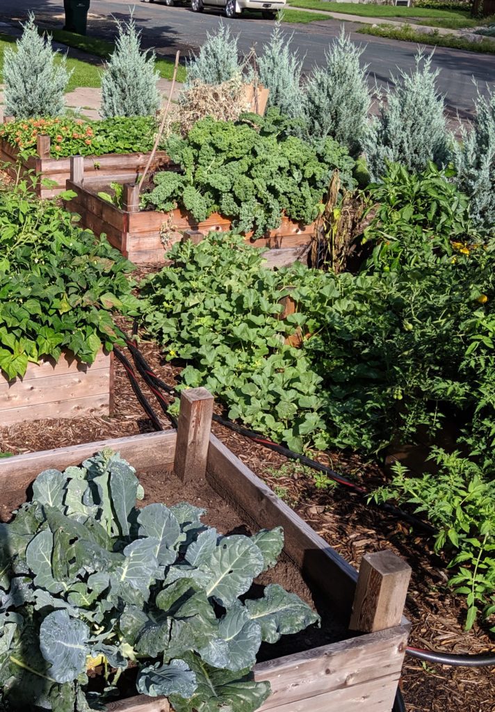 Raised Bed Veggie Gardens Raised Bed Veggie Gardens
