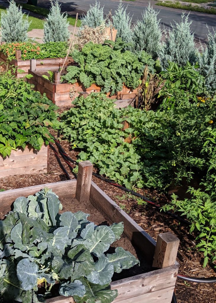 Garden beds with vegetable plants.
