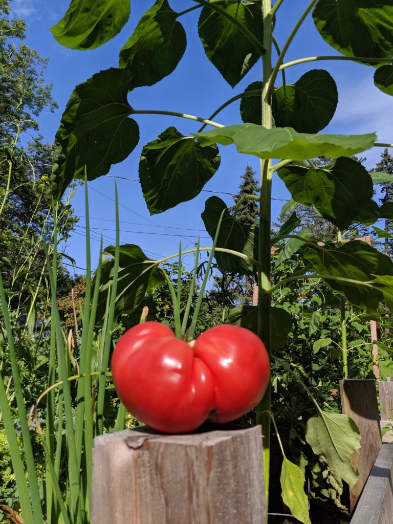Garden Tomatoes A very large tomato under a very large sunflower plant.