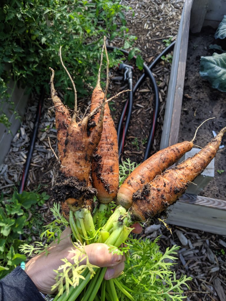 Carrots harvested from the garden. 