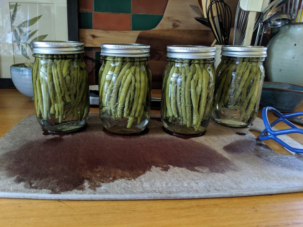 Four jars of pickled dill green beans on the kitchen counter.