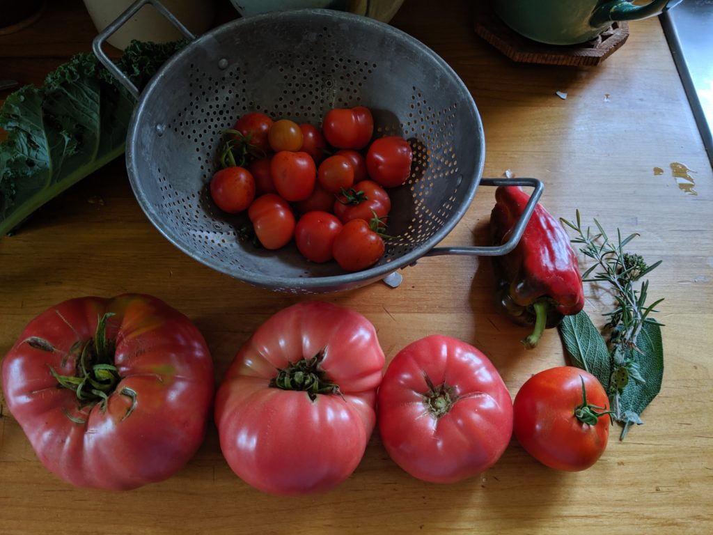 Garden Tomatoes, and peppers and herbs Tomato harvest on the kitchen counter.