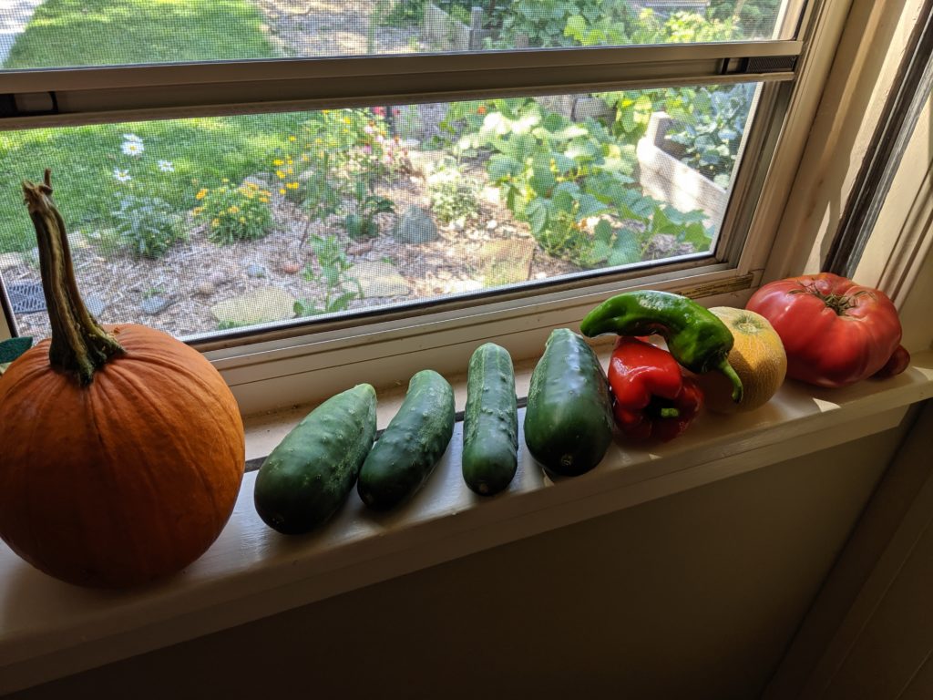 Garden fresh veggies in the kitchen window sill, pumpkin, cucumber, pepper, tomato.