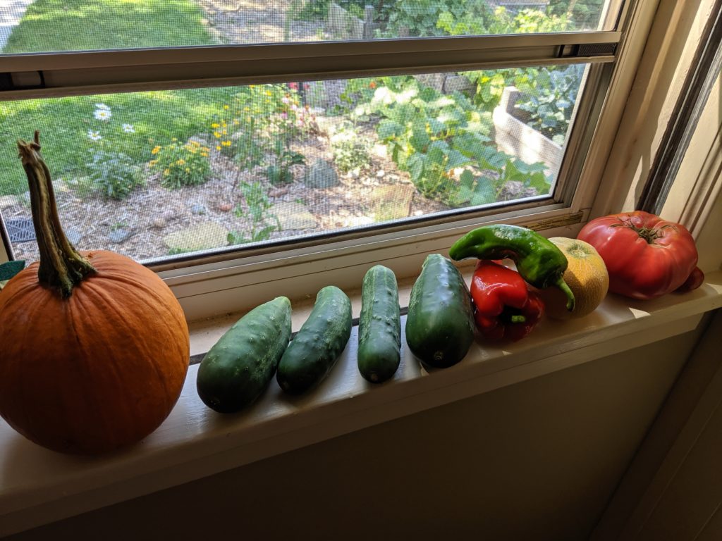 Windowsill Garden Harvest, Pumpkin, Cucumbers, Bell Peppers, Melon, Tomato Garden fresh veggies in the kitchen window sill, pumpkin, cucumber, pepper, tomato.