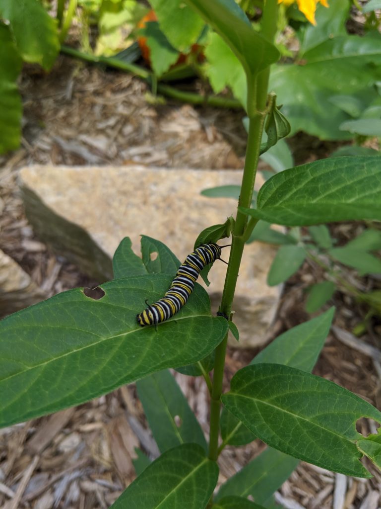 Monarch caterpillar eating milkweed next to the vegetable garden.