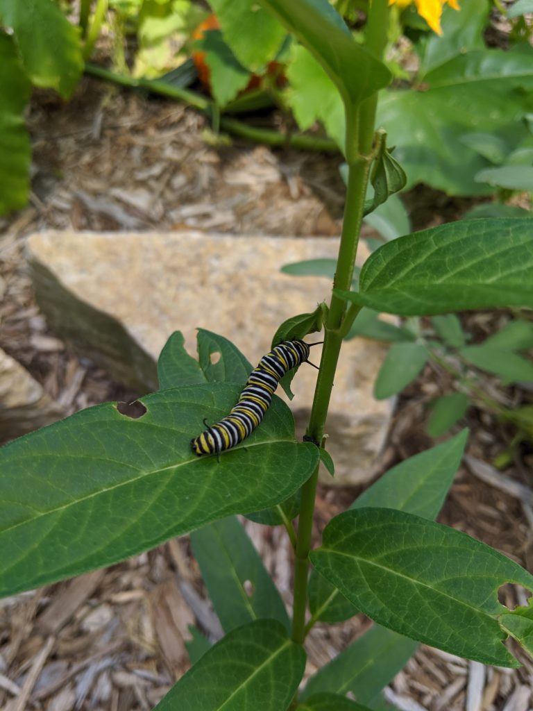Monarch Caterpillar eating milkweed in the pollinator garden Monarch caterpillar eating milkweed next to the vegetable garden.