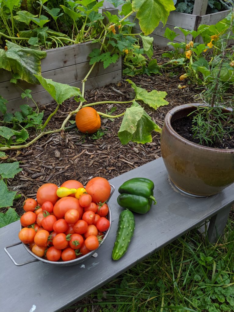 Raised Bed Veggie Gardens, Pumpkins, tomato, bell peppers, cucumber Tomatoes, bell pepper and cucumber harvested from the garden.